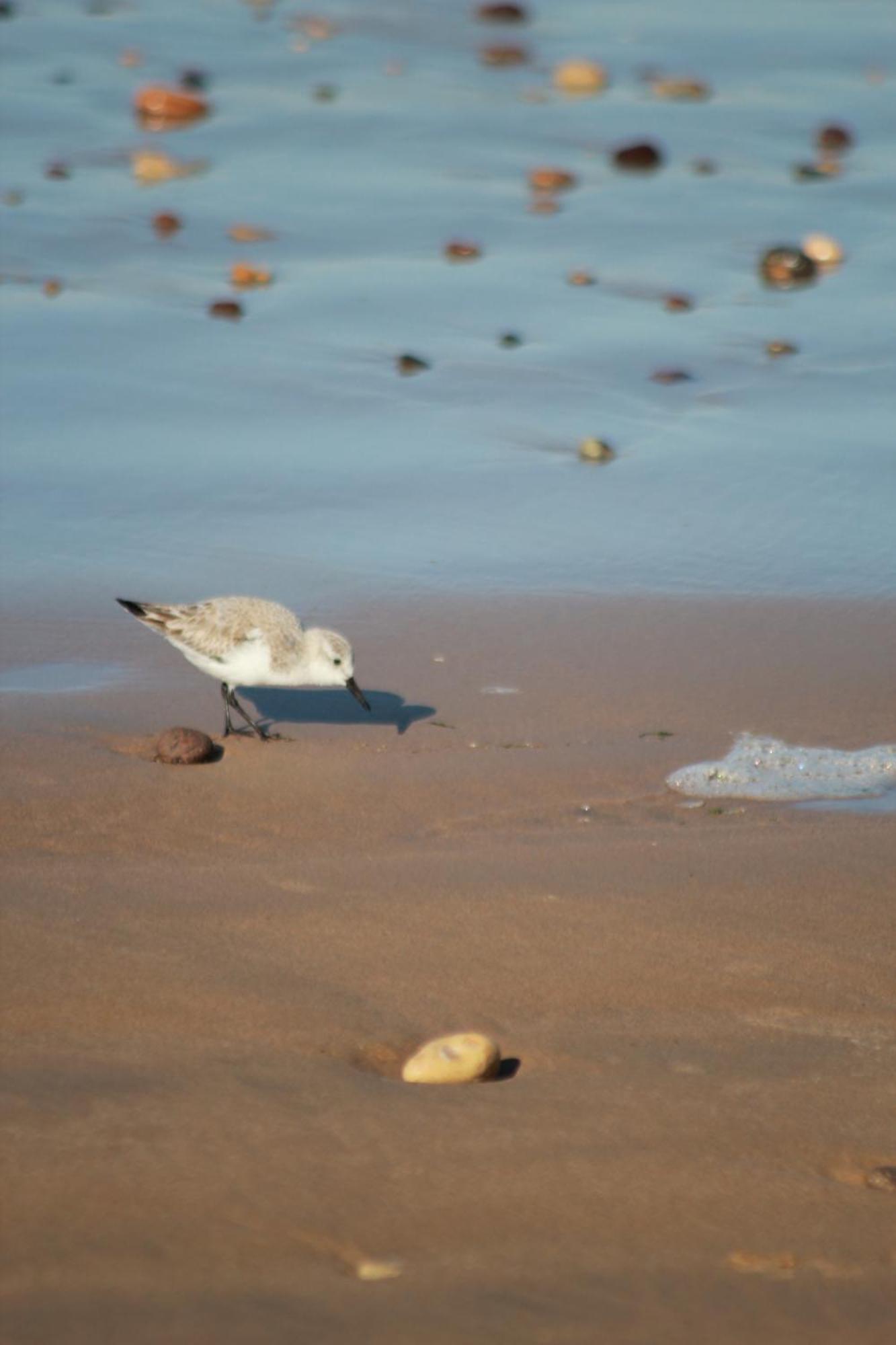 La Maison Des Vagues Sidi Kaouki Kültér fotó